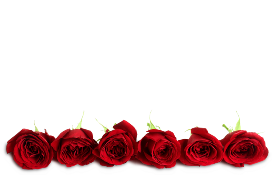 beautiful seamless red roses flower arrangement background for valentines day or love,religion,marriage,invitation,holiday related concept,cutout transparent background,png format,copy space