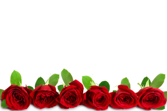beautiful seamless red roses flower arrangement background for valentines day or love,religion,marriage,invitation,holiday related concept,cutout transparent background,png format,copy space