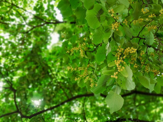 green leaves background
