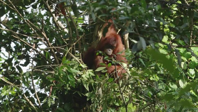 a wide shot of a female orangutan in a rainforest tree of gunung leuser national park on sumatra, indonesia