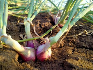 onion growing in the ground