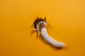 The tail of a Jack Russell Terrier dog sticks out of torn paper on an orange background. 
