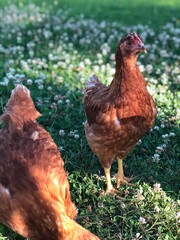hen and chickens