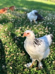 chicken