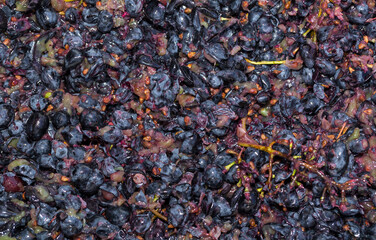 Wine material, grape juice - must, stum, maun. Technology of wine production in Moldova. The folk...