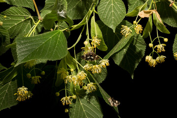 A sprig of linden tree. Spring flowering of a medicinal plant. Tyta luctuosa is a noctuid (owlet)...