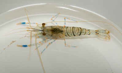 Palaemon elegans sometimes known by the common name rockpool shrimp, is a species shrimp of the family Palaemonidae.