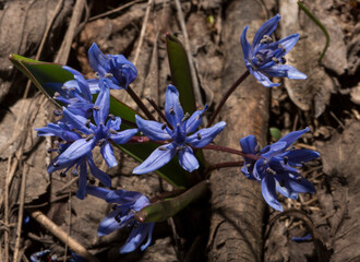 Scilla bifolia, the alpine squill  or two-leaf squill, is a herbaceous perennial plant, belonging...