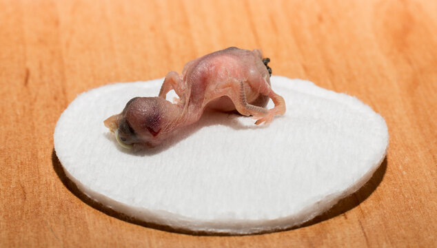 A house sparrow chick that fell out of the nest. The tragedy of the reproduction process in birds. A dying animal on a cotton white disk.