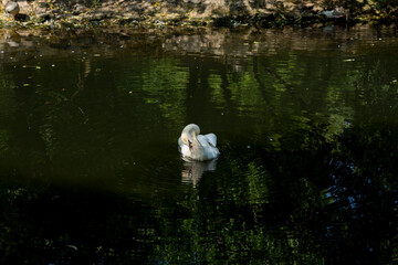 The mute swan (Cygnus olor). The bird swims on the water surface of the pond.