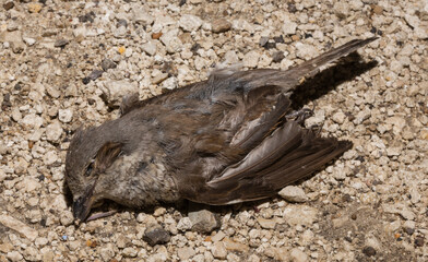 Fototapeta premium The red-backed shrike (Lanius collurio) is a carnivorous passerine bird and member of the shrike Laniidae. Juvenile bird - female. Dead bird. Road wars - death of a Shrike. Death from the car.