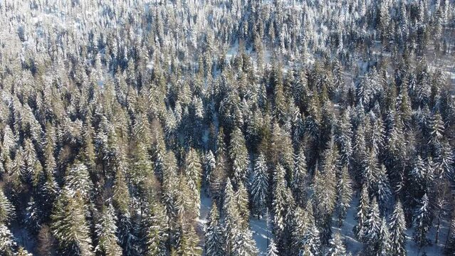 4K Flyby over winter coniferous forest in France 