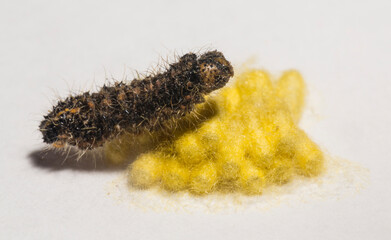 Apanteles glomeratus, Pieris brassicae. Parasitization of insects among themselves. Koinobiont parasitoid wasps.