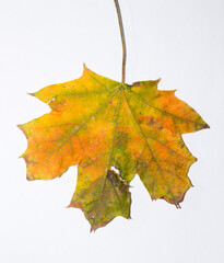 One autumn multicolored maple leaf on a white background.
