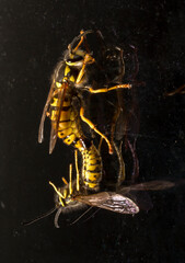 Vespula germanica, the European wasp, German wasp, or German yellowjacket. Male and female at the moment of mating.