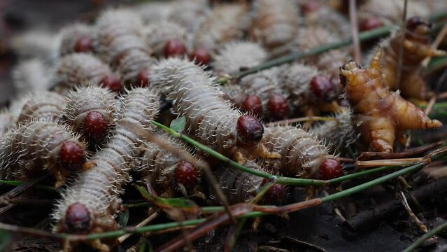 Swarm of spitfire larvae moving, closeup of heads.