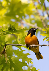 Closeup Baltimore Oriole in a tree with green foliage