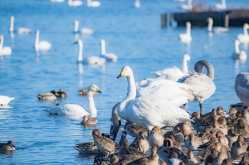 新潟　瓢湖の白鳥