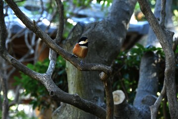 A varied tit ( Sittiparus varius ). Omnivorous, eating insects and fruits. It eats the hard fruit...