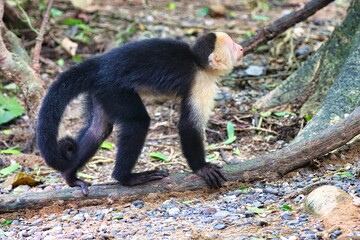 Roatan, Honduras