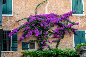Fototapeta na wymiar A violet flower plant growing on a stucco wall in a lake town in Italy