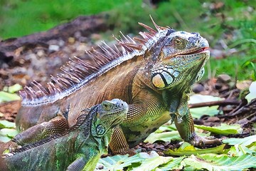 Roatan, Honduras