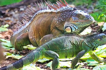 Roatan, Honduras