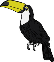 オニオオハシ（toucan）