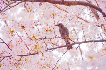 桜と鳥