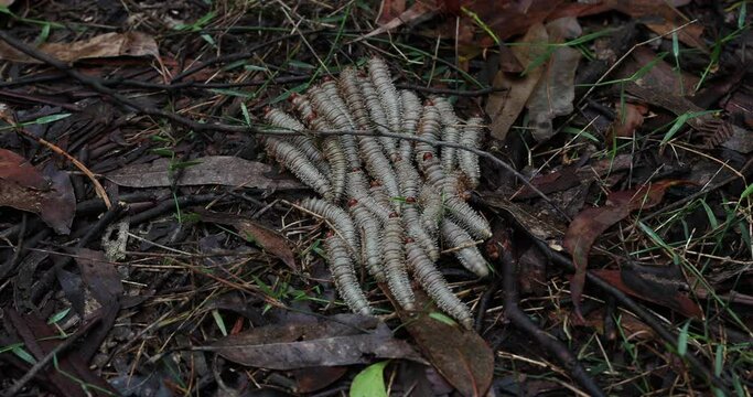 Swarm of sawfly larvae moving away, on the ground flicking their tails.