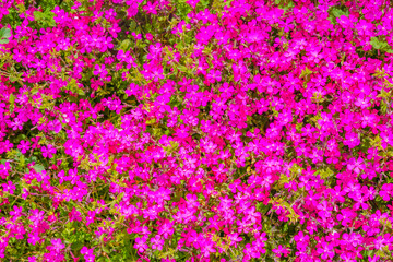 豊かなピンクの花