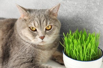 Cute cat and fresh green grass near grey wall