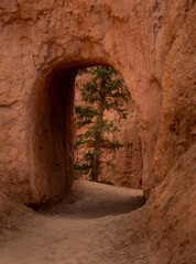 Pine Tree Through Tunnel In The Hoodoos