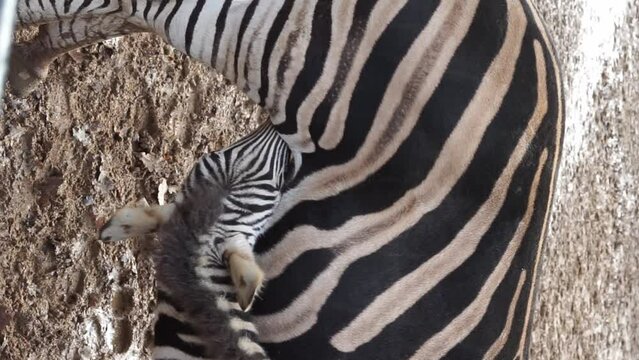 mother feeding baby zebra vertical video. High quality FullHD footage