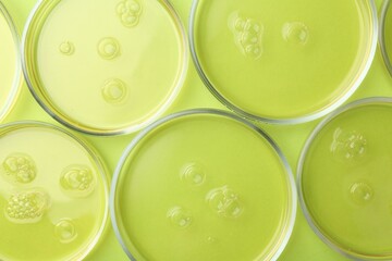 Petri dishes with liquid samples on green background, flat lay