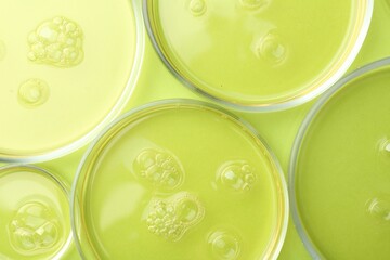 Petri dishes with liquid samples on green background, flat lay