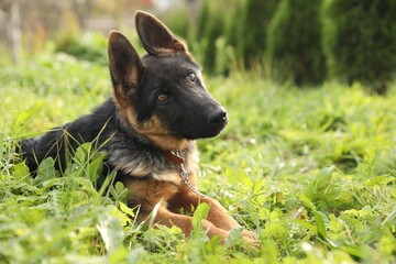 Cute German shepherd puppy on green grass outdoors, space for text