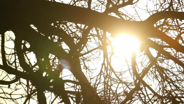 Sun peaking through tree branches - close up