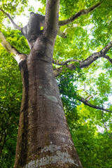 Giant tropical trees in the jungle rainforest Coba Ruins Mexico.