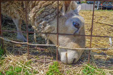 Fototapeta premium 羊のクローズアップ
