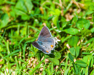 Grey hairstreak butterfly on clover
