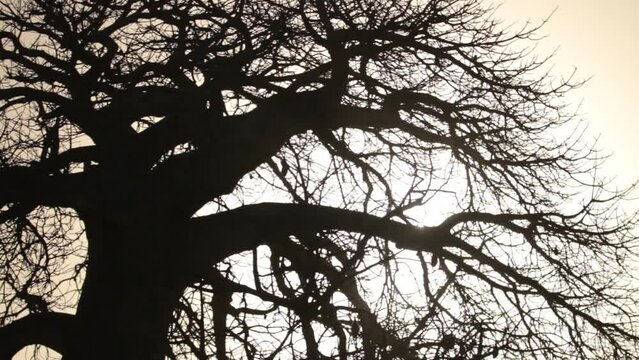 Cinematic silhouette of bare tree in Kenya field