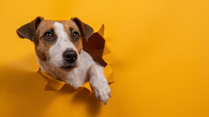 Funny jack russell terrier comes out of a paper orange background tearing it. 