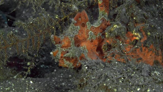 A red frog fish sits on a red stone lying on the bottom of the sea, masquerading as it.
Spiny-Tufted Frogfish (Antennatus rosaceus) 6 cm. ID: elongated esca with filaments.