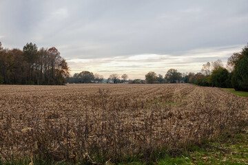 Large corn field after harvest with cut down brown corn stalks
