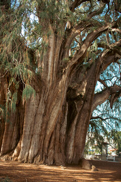 Impressive ancient tule tree in Oaxaca, Mexico.
