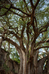 Impressive ancient tule tree in Oaxaca, Mexico.