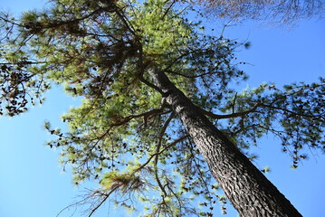 The pine cones.
This is a collection of scale-like particles (seed scales). It is also used for...
