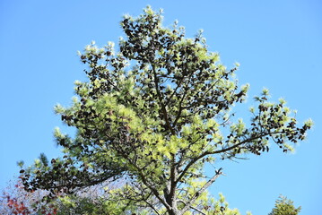 The pine cones.
This is a collection of scale-like particles (seed scales). It is also used for...