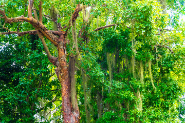 Fototapeta premium Giant tropical trees in the jungle rainforest Coba Ruins Mexico.